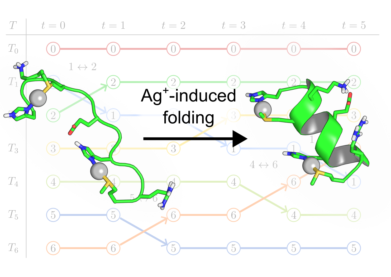 Mechanism of Ag<sup>+</sup>-Induced Folding of a Bacterial Peptide from Replica-Exchange Molecular Simulations
