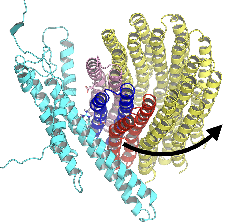 Mechanism of Proton-Powered c-Ring Rotation in a Mitochondrial ATP Synthase